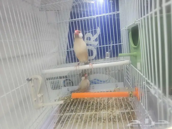 جوز جاوا اكريمي مستوى قوي 1