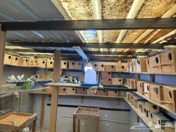 عشة بادجي انتاج 13