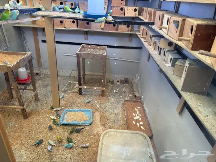 عشة بادجي انتاج 17