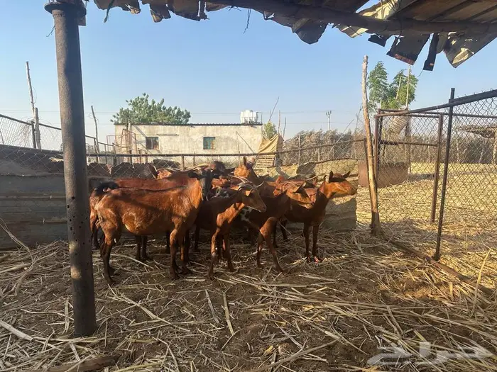 القنفذة - حلي 0