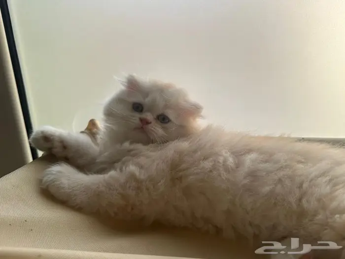 قط سكوتش فولد شيرازي اورنج لونق هير توب التوب 10