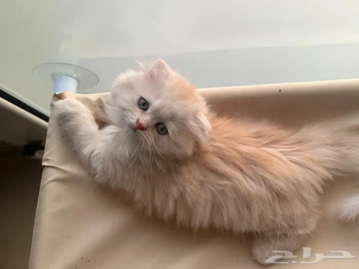 قط سكوتش فولد شيرازي اورنج لونق هير توب التوب 6