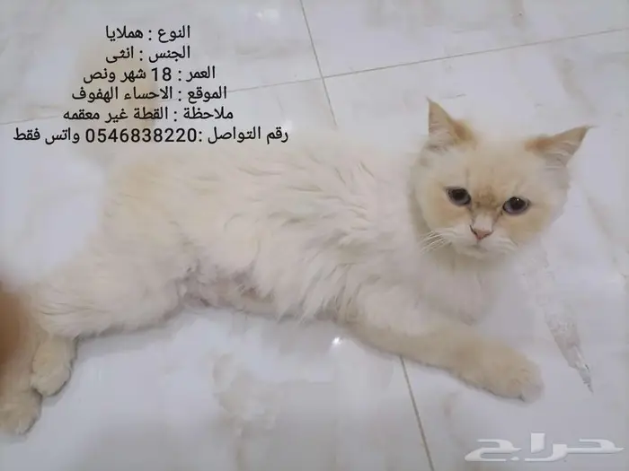 قطط للتبني 4