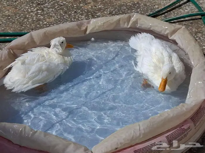 2 ducks for sale 2
