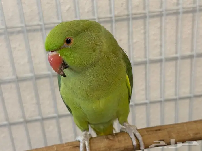 ببغاء دره 1