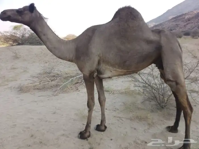 ناقه مميت وبكره لبنيه 2