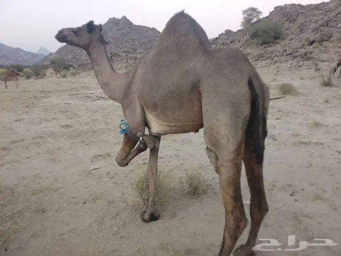 ناقه مميت وبكره لبنيه 3