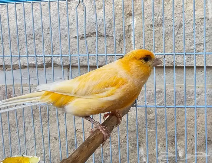 كناري تغريد للبيع 3