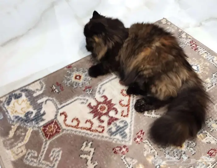 قطتين أليفات للبيع 4