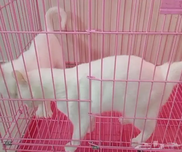 قطط همالايا شيرازي انثى 0