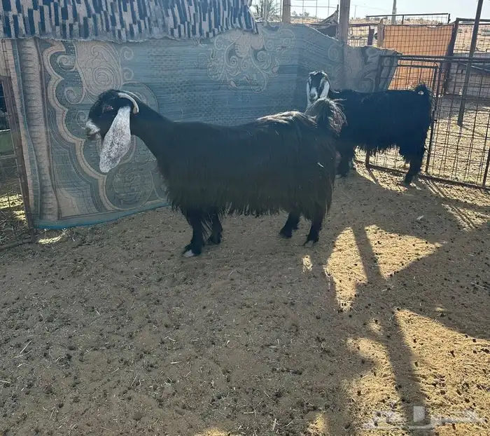 معزاء مواليد عوراض طيبه 0
