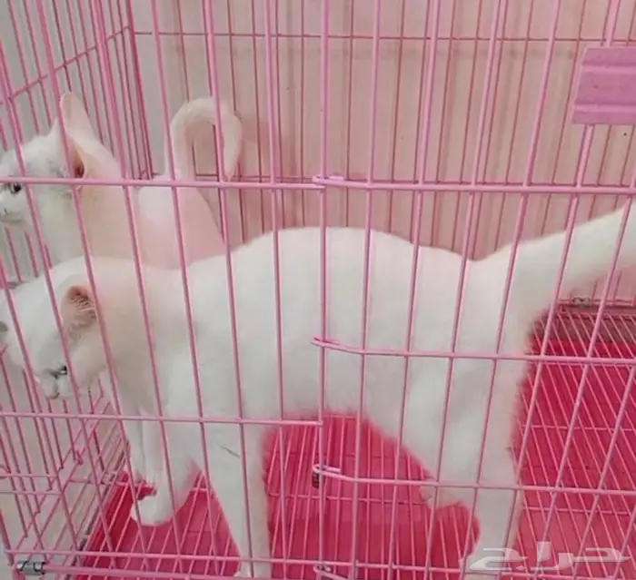 قطط همالايا شيرازي انثى 1