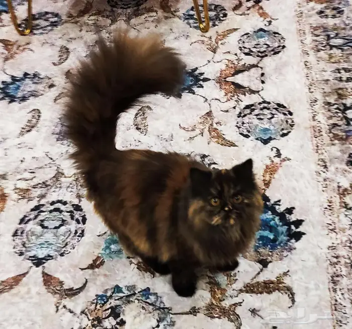 قطتين أليفات للبيع 5