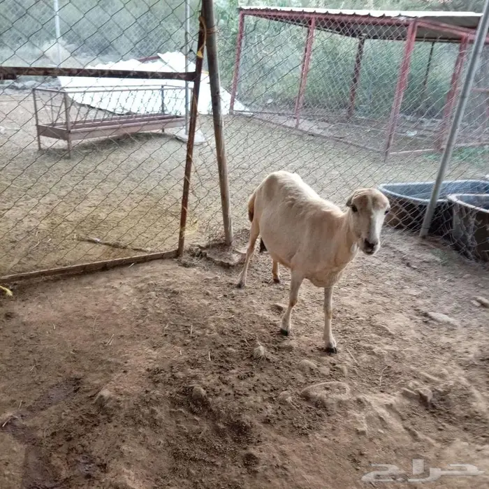 نعجه بلدي لبن 1