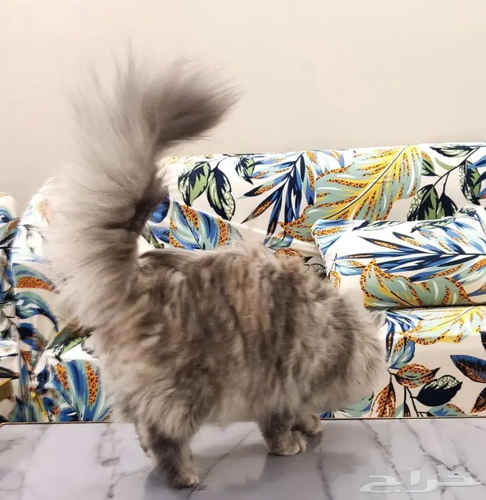 قطتين أليفات للبيع 2