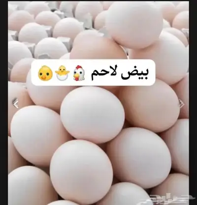 بيض دجاج لاحم روس مخصب index