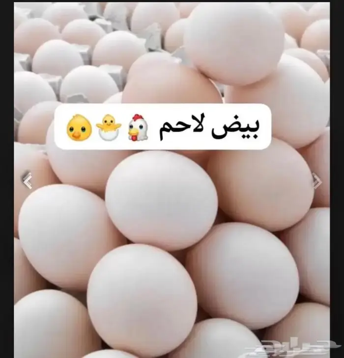 بيض دجاج لاحم روس مخصب 0