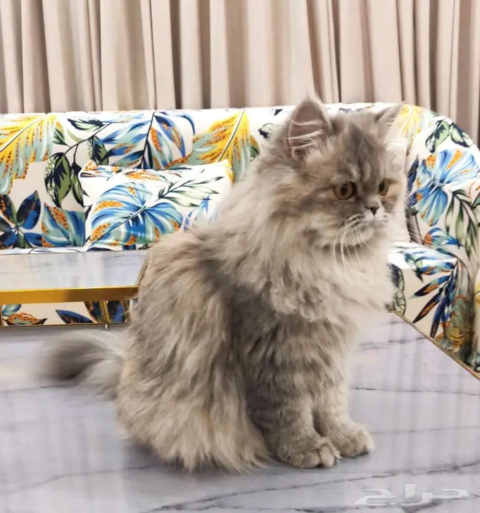 قطتين أليفات للبيع 0