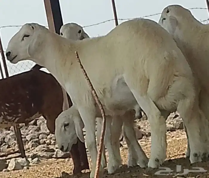 مشروع فحل للبيع اساس طيب 5