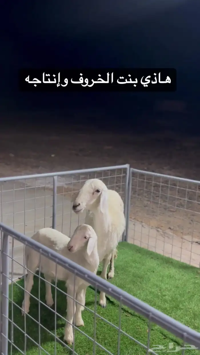 عرض الفحل ونتاجه 23