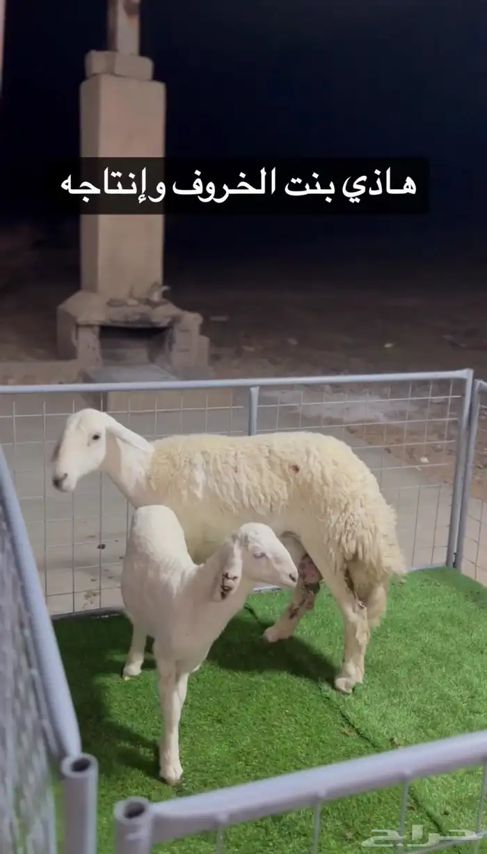 عرض الفحل ونتاجه 22