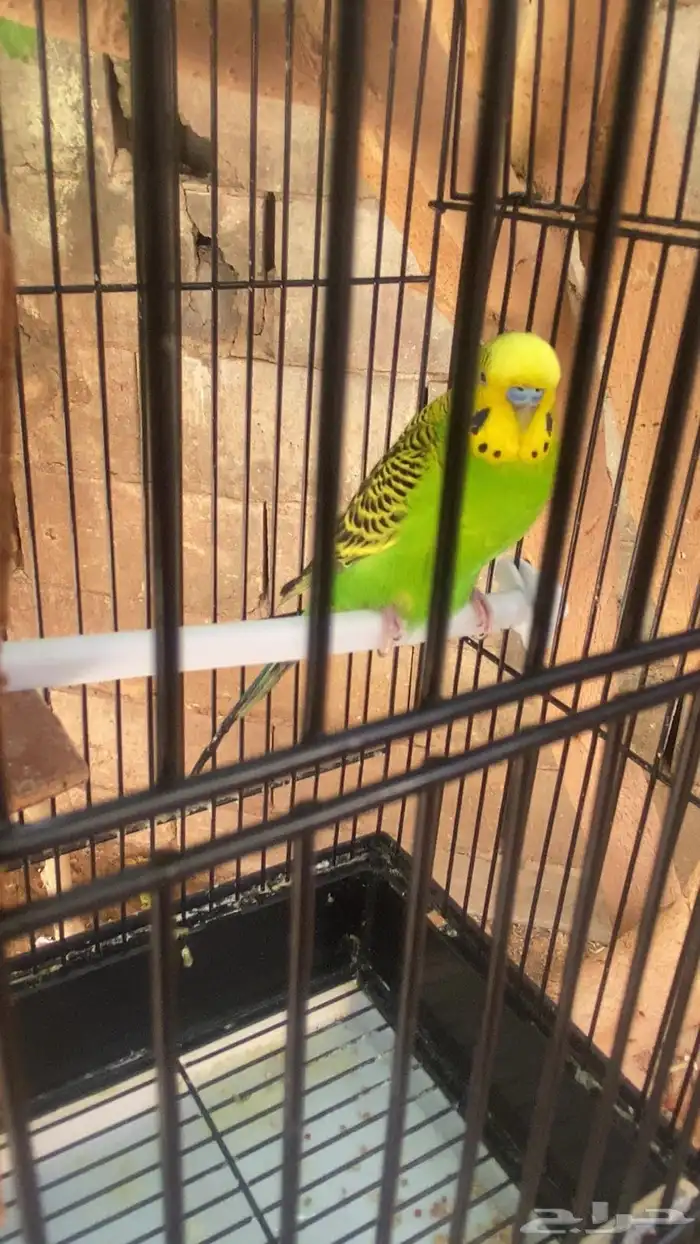 للبيع 2