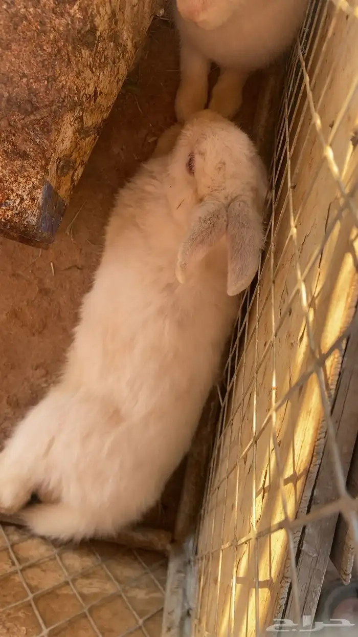 للبيع ارنب ذكر وانثى 1