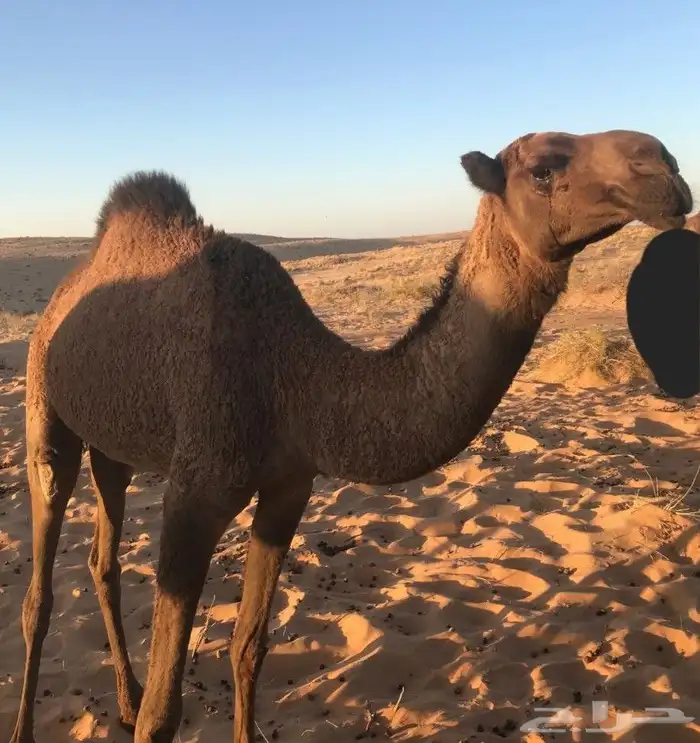 بكرتين و ناقه ام رابع للتواصل 2