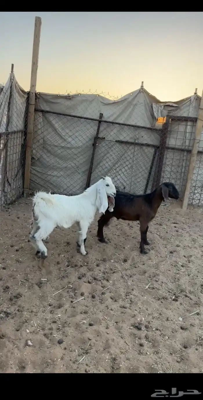 تيس وشكر تم البيع 0