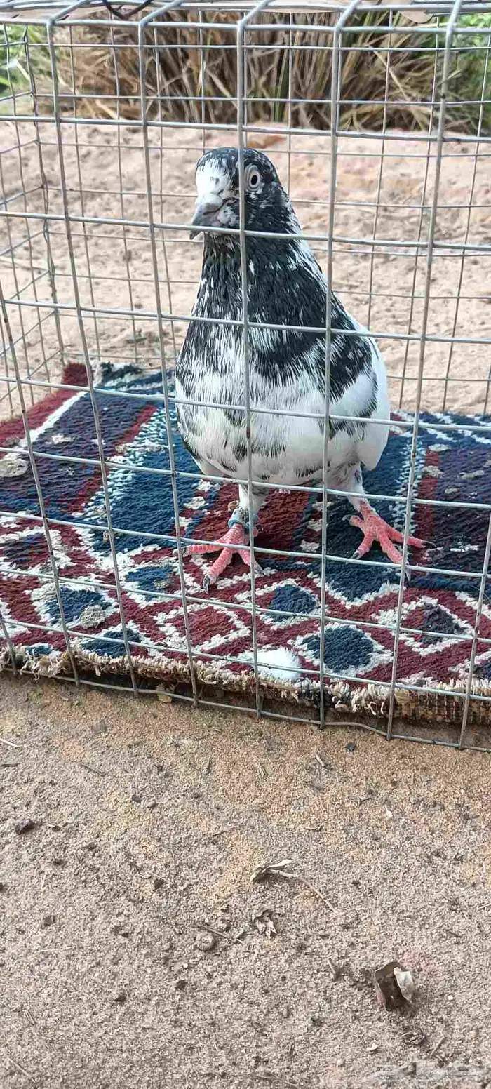 جوز حمام باكستاني تيدي 1