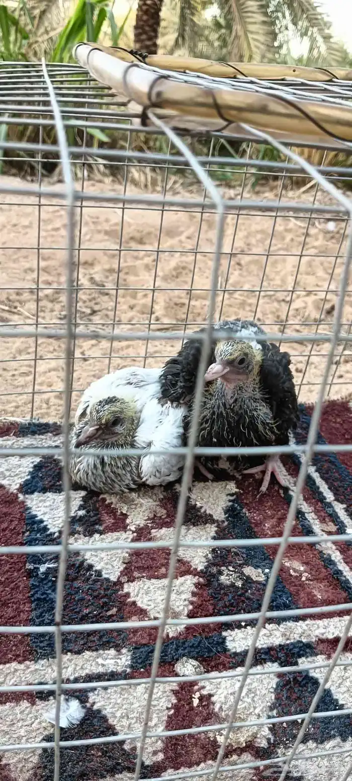 جوز حمام باكستاني تيدي 4