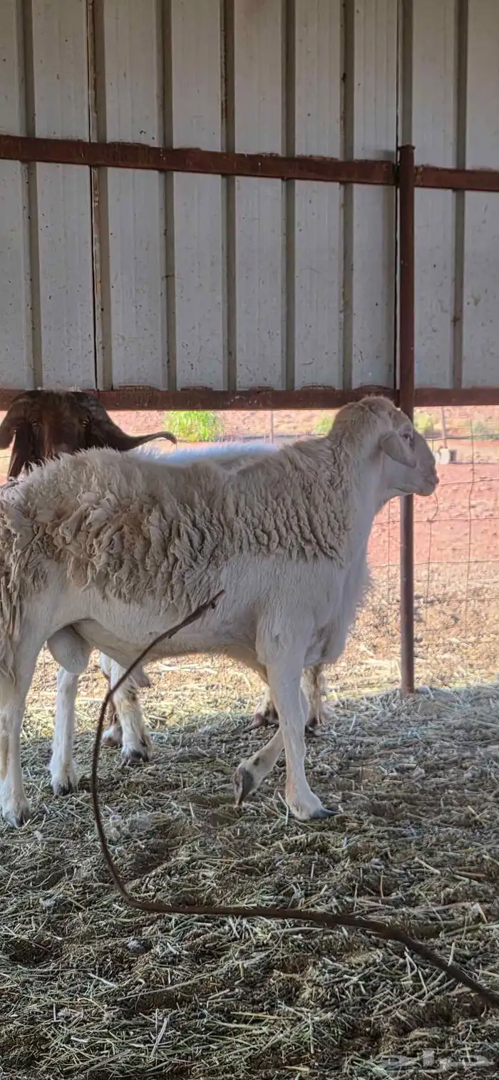 فحول للبيع 2