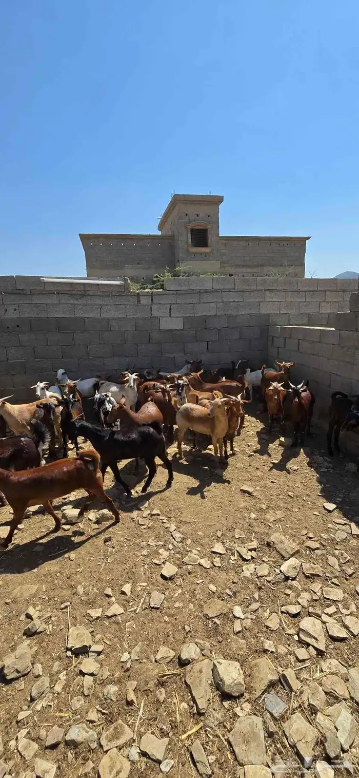 مشاء الله تبارك الله تيوس جذعان مخصى شرط نظافة العدد37 0