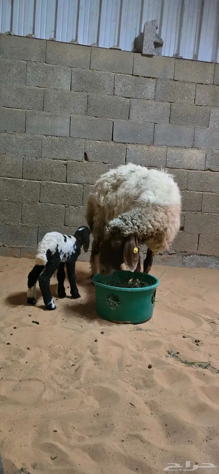 شاة نعيمي خلفه تحتها خروف 1