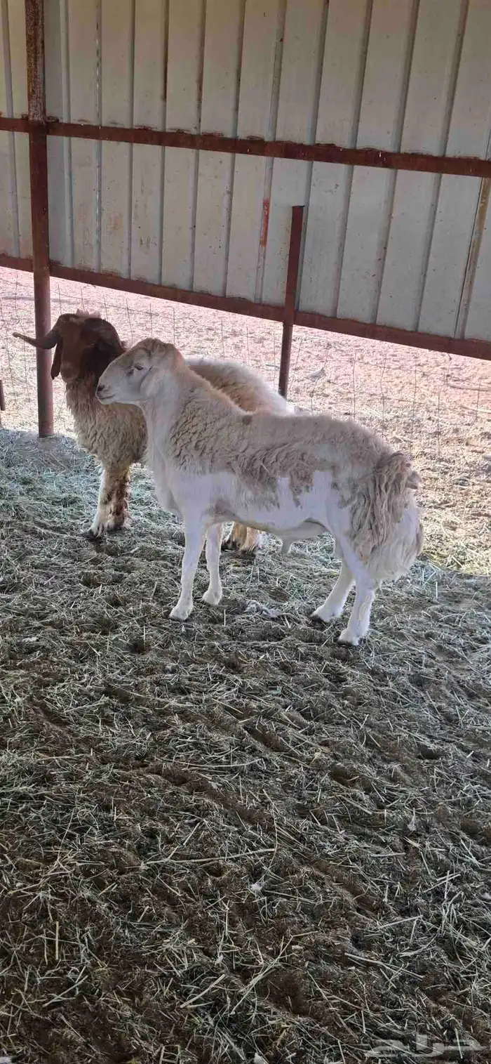 فحول للبيع 0