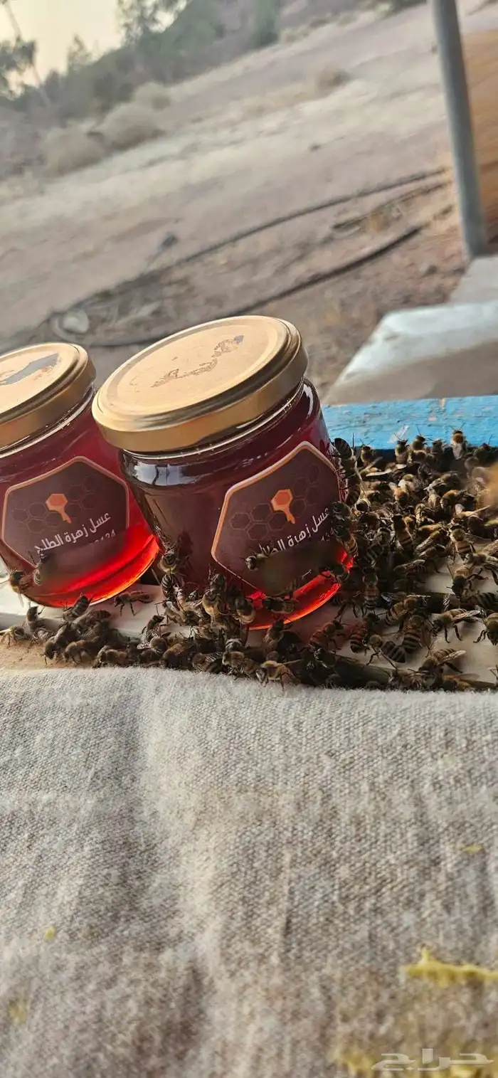 عسل زهرة الطلح 8