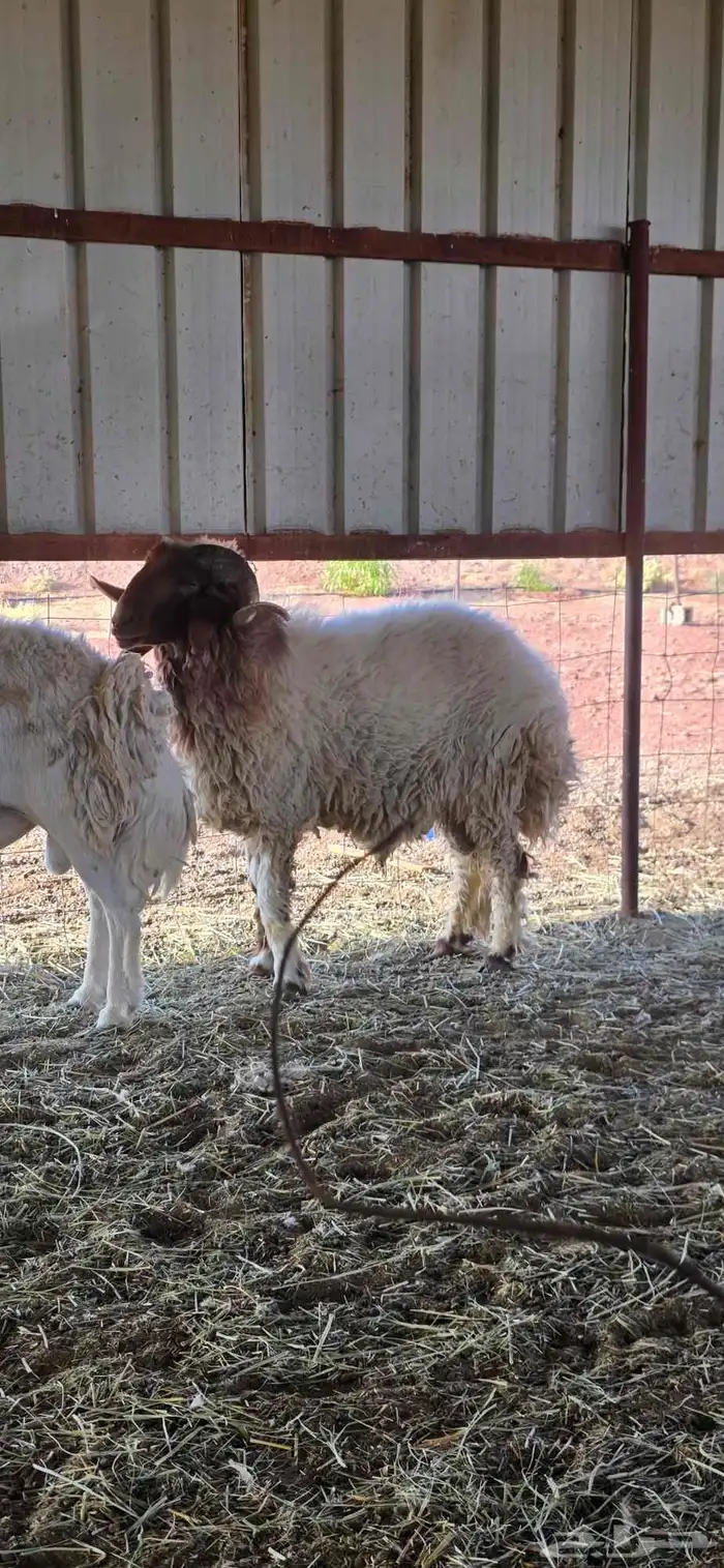 فحول للبيع 4