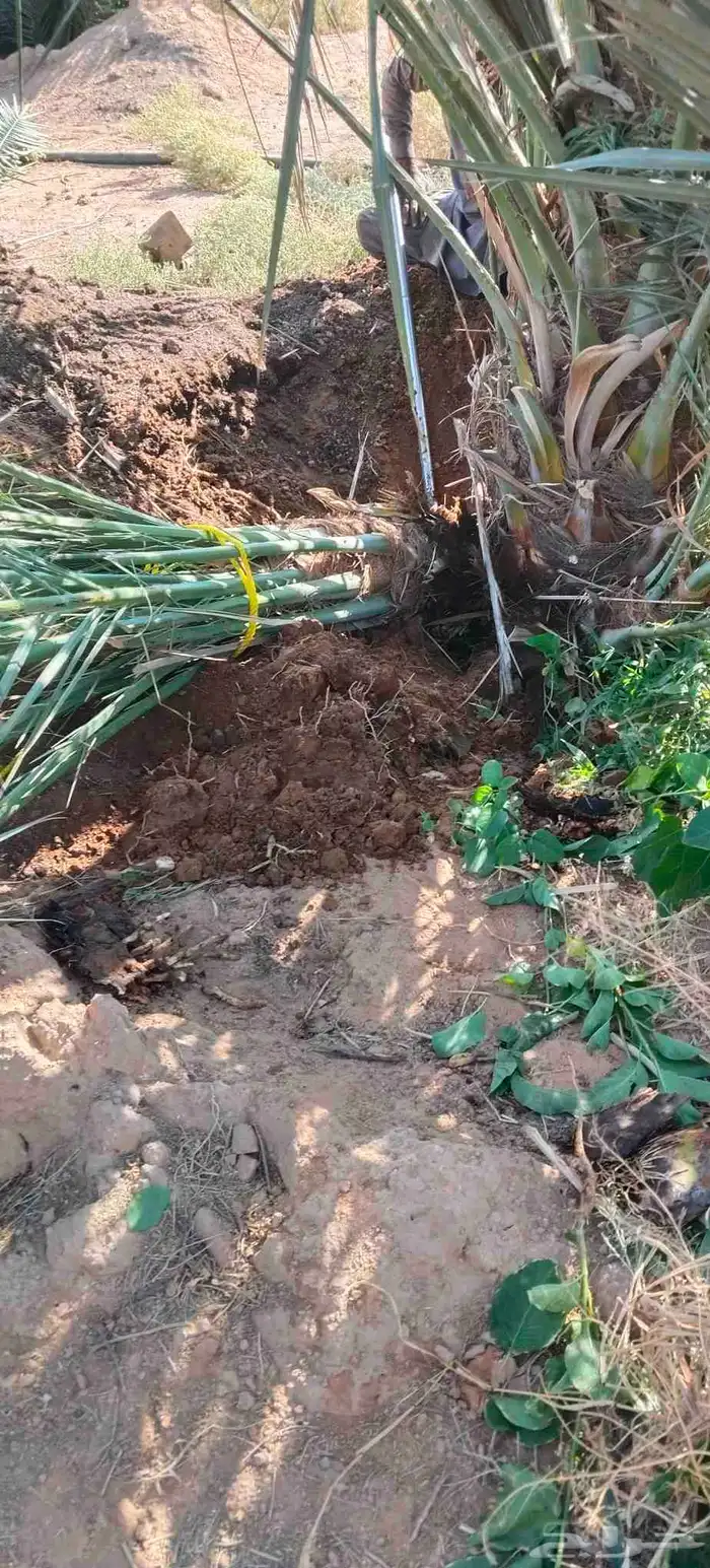 فروخ نخل جثايث نقايل حيش فسايل للبيع 4
