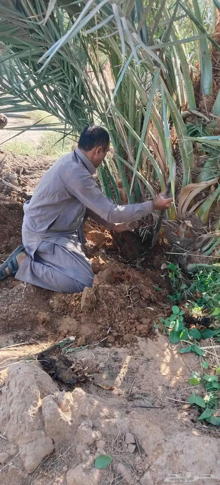 فروخ نخل جثايث نقايل حيش فسايل للبيع 3