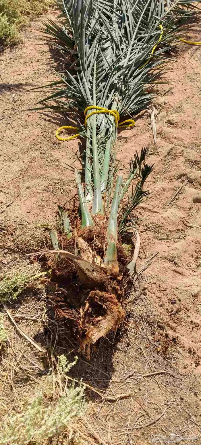 فروخ نخل جثايث نقايل حيش فسايل للبيع 2