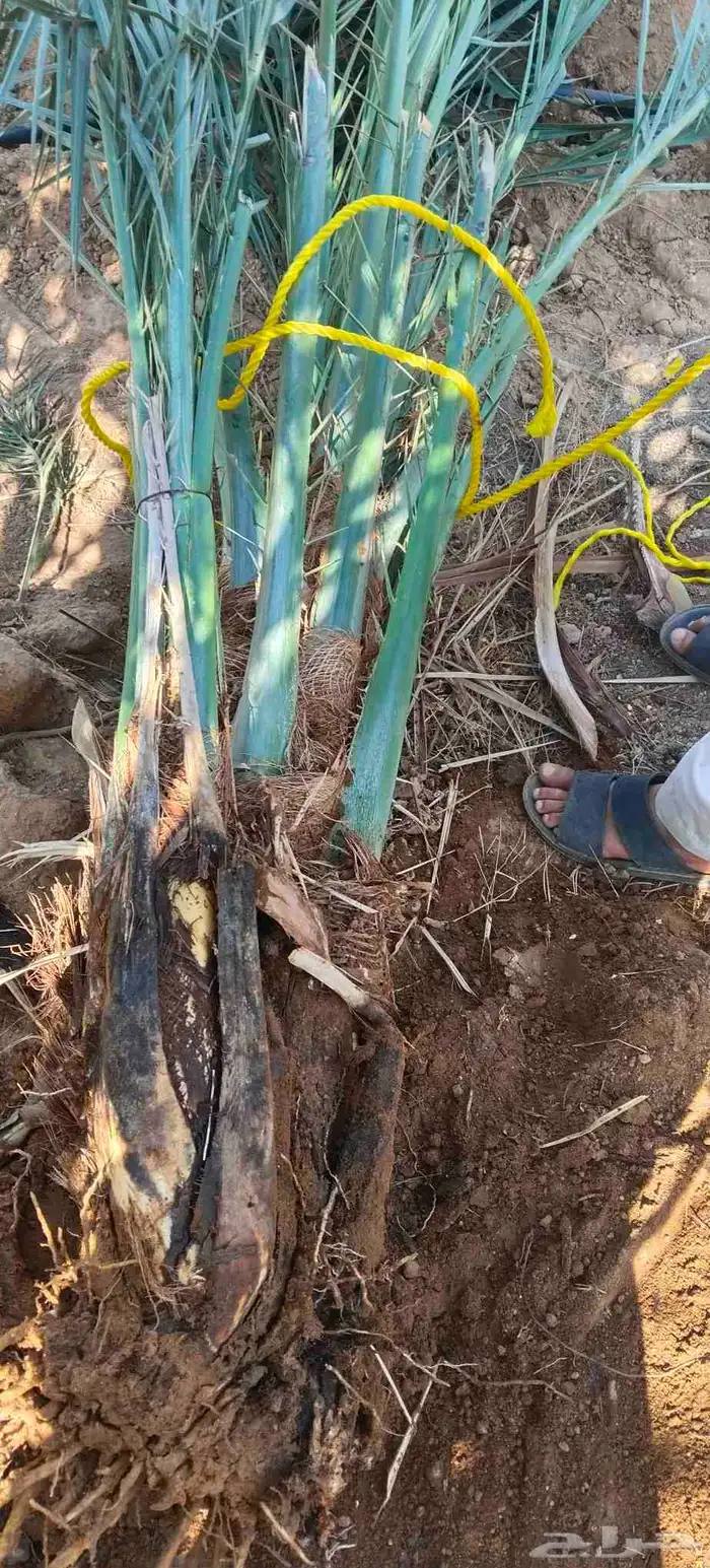 فروخ نخل جثايث نقايل حيش فسايل للبيع 5