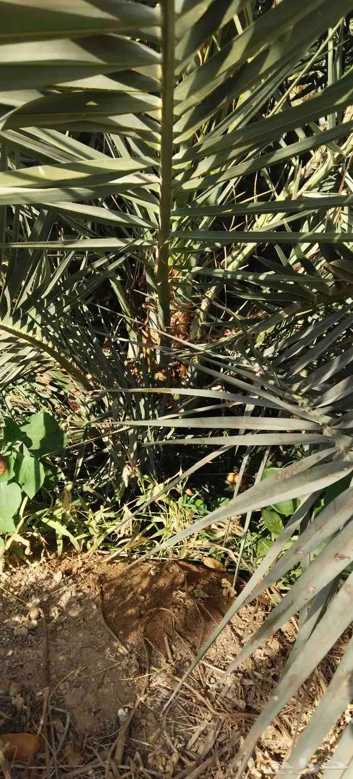 فروخ نخل جثايث نقايل حيش فسايل للبيع 6