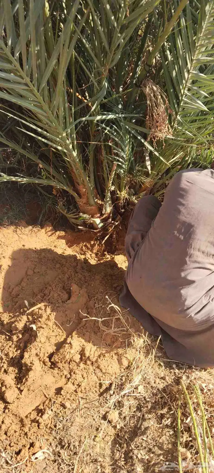 فروخ نخل جثايث نقايل حيش فسايل للبيع 7