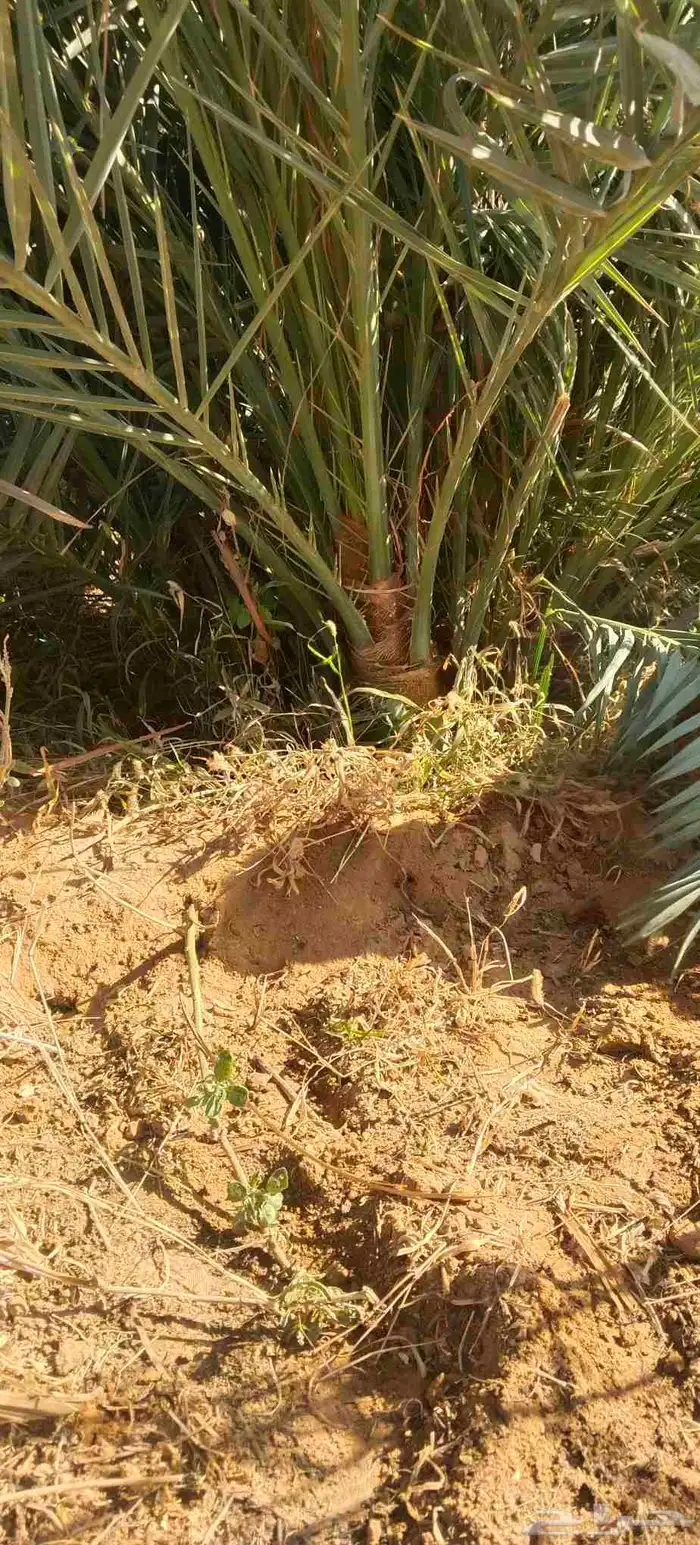 فروخ نخل جثايث نقايل حيش فسايل للبيع 9