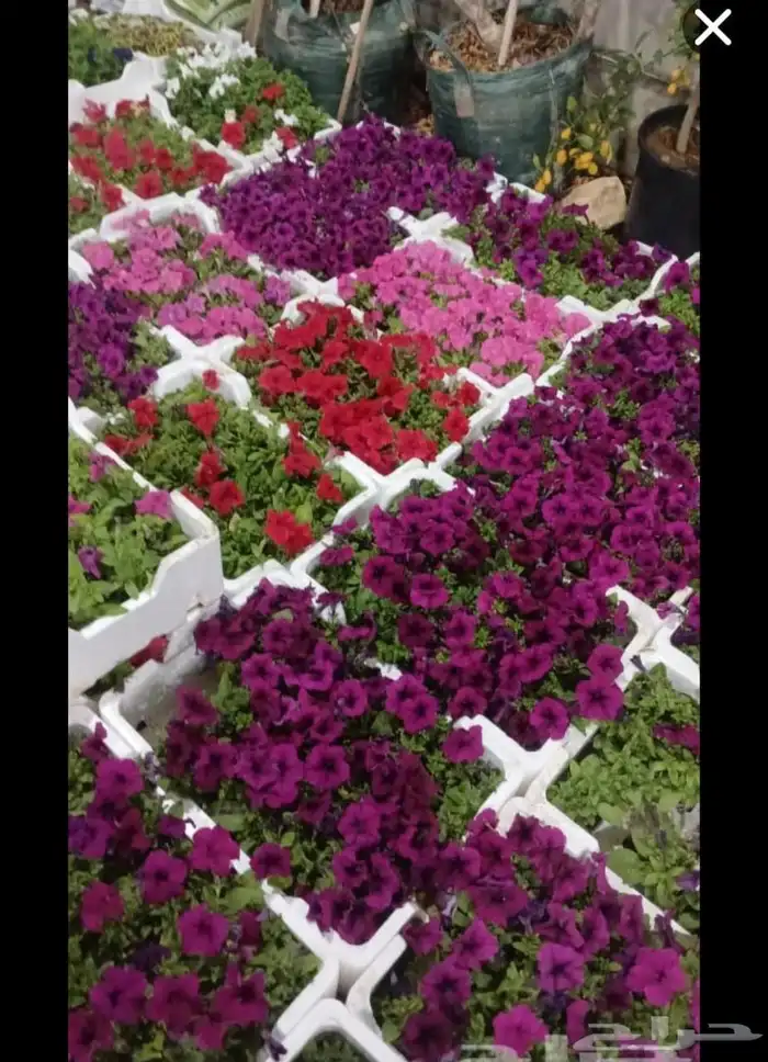 مشاتل حي الملك فهد 9