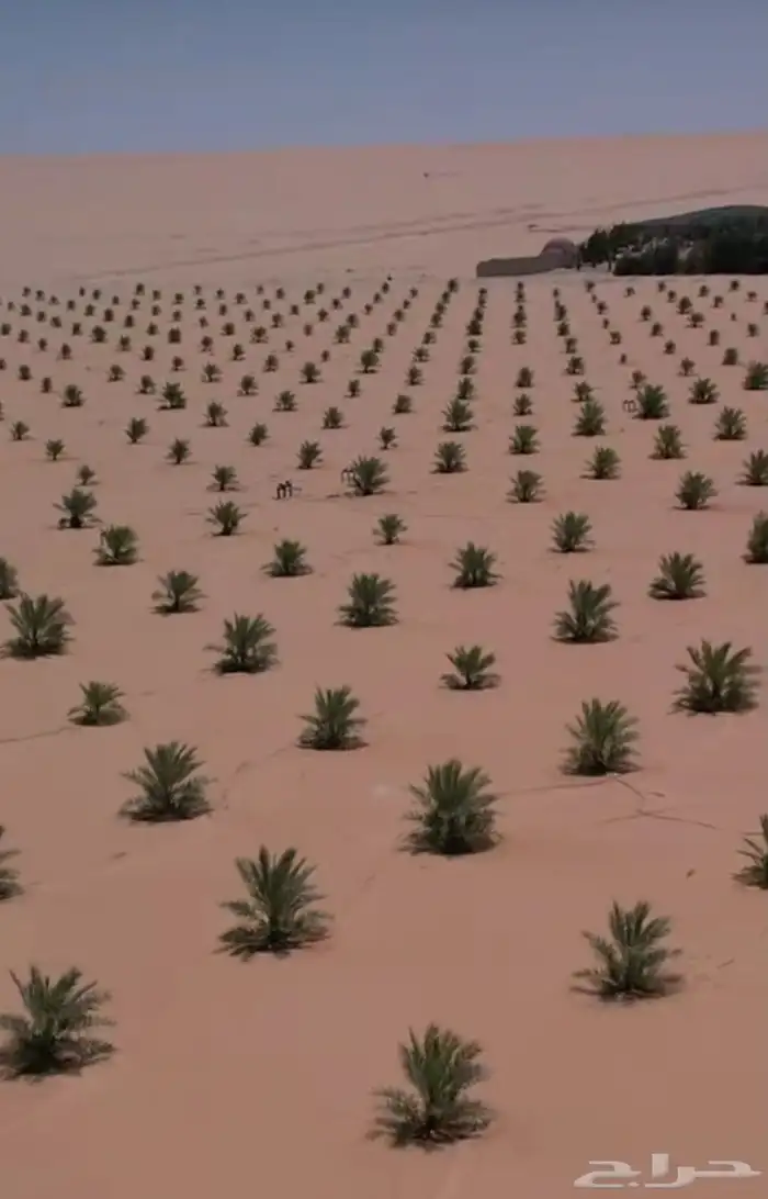 فروخ نخيل للبيع 0