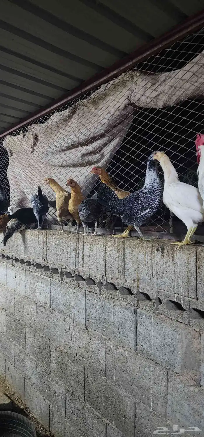 للبيع دجاج 18
