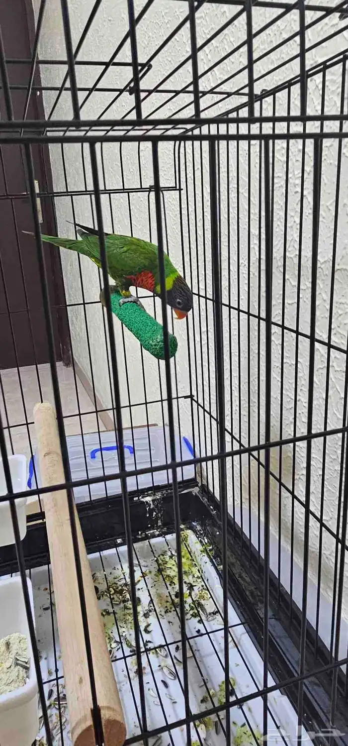 لوري سوانسون تم البيع 3