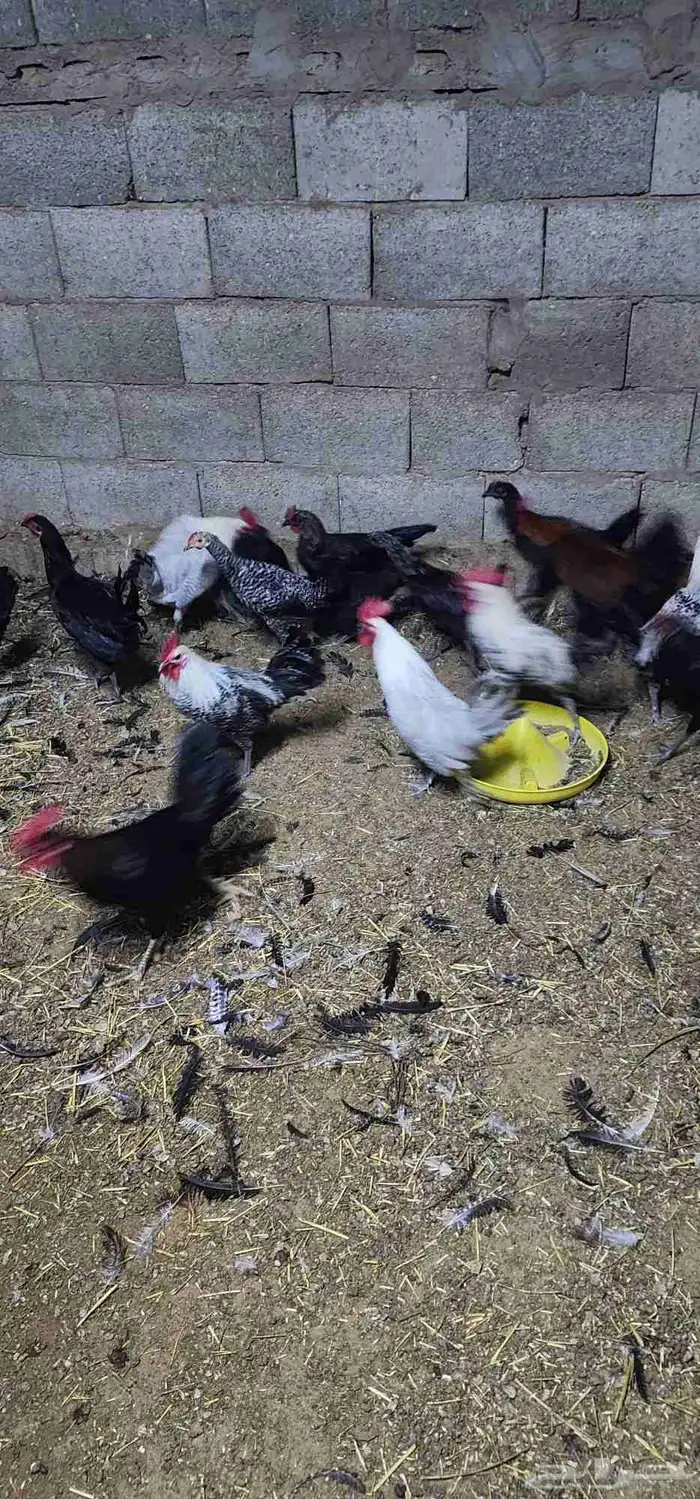 للبيع دجاج 10