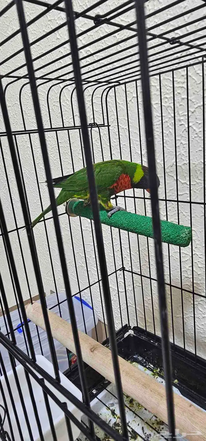 لوري سوانسون تم البيع 1